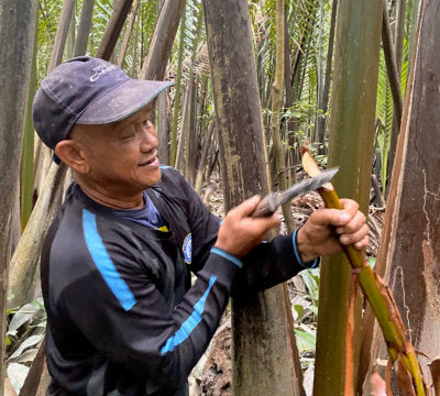 Nipah Palm Trail